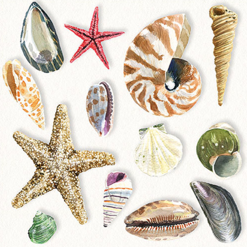 A beautifully arranged collection of hand-painted seashells and starfish displayed on a crisp white background paper napkin. The design includes a variety of ocean treasures such as a golden starfish, nautilus shell, scallops, cowries, conch, and colorful spiral shells styled in an elegant, coastal composition. Perfect for summer entertaining, beach house décor, or nautical-themed events.