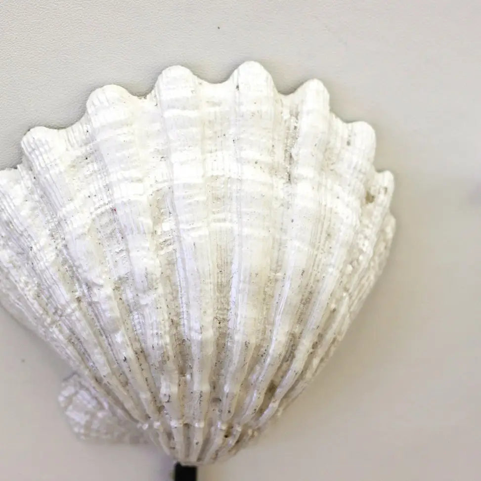 White shell wall sconce on a light gray background